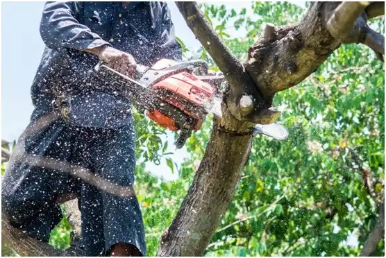 tree services Kilmarnock